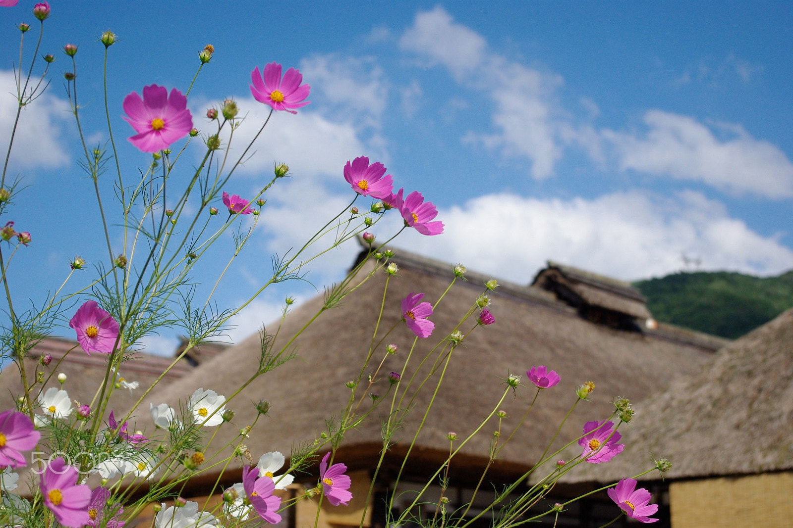 Pentax K-m (K2000) sample photo. Cosmos photography