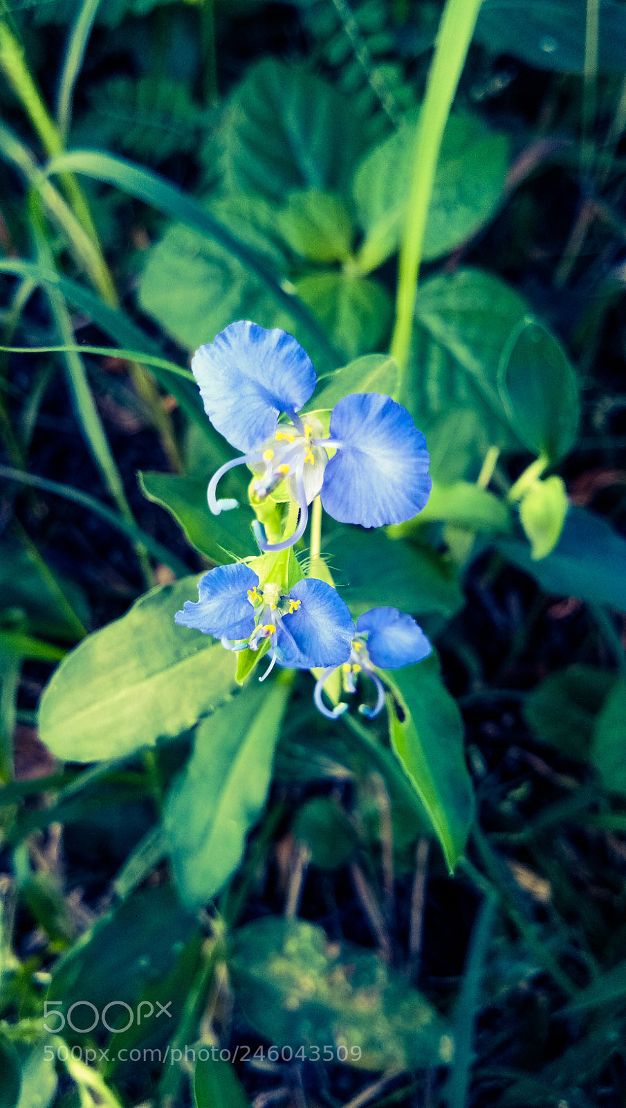 vivo 1601 sample photo. Flower photography