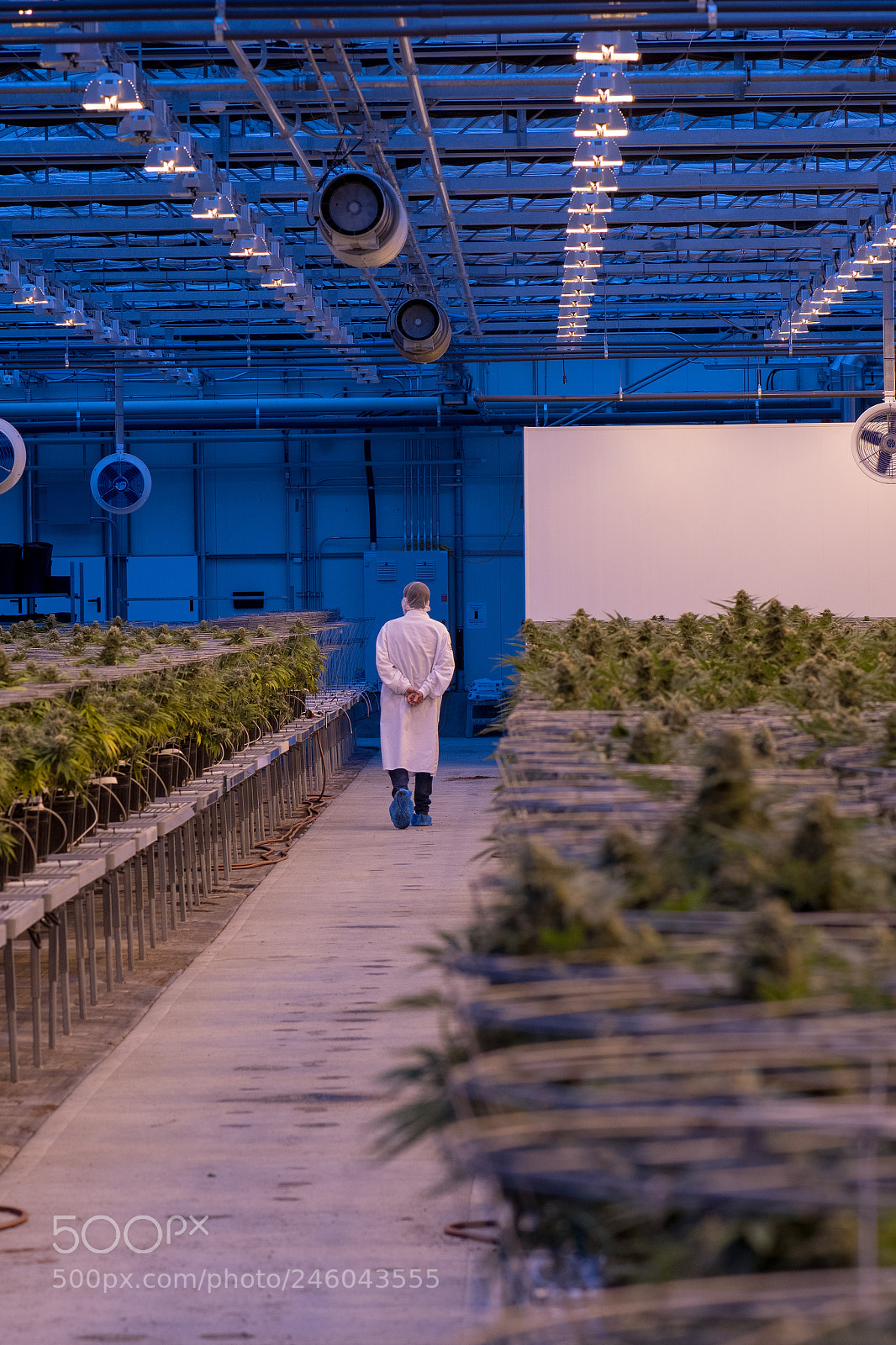Nikon D7500 sample photo. Medical cannabis facility 3 photography