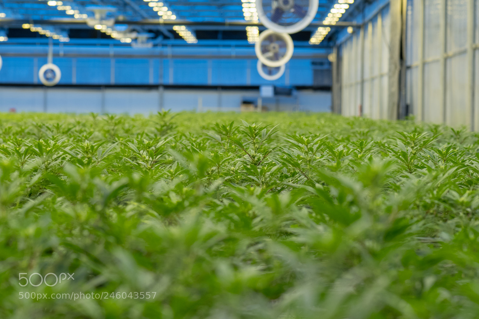 Nikon D7500 sample photo. Medical cannabis facility 4 photography