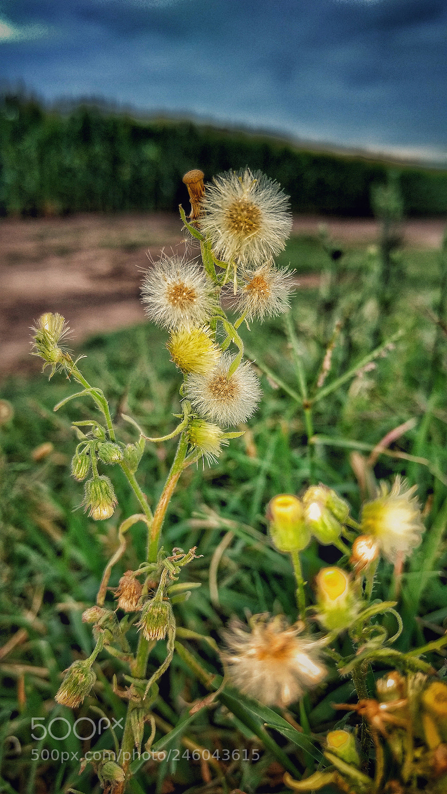 Motorola Moto G (4) sample photo. Untitled photography