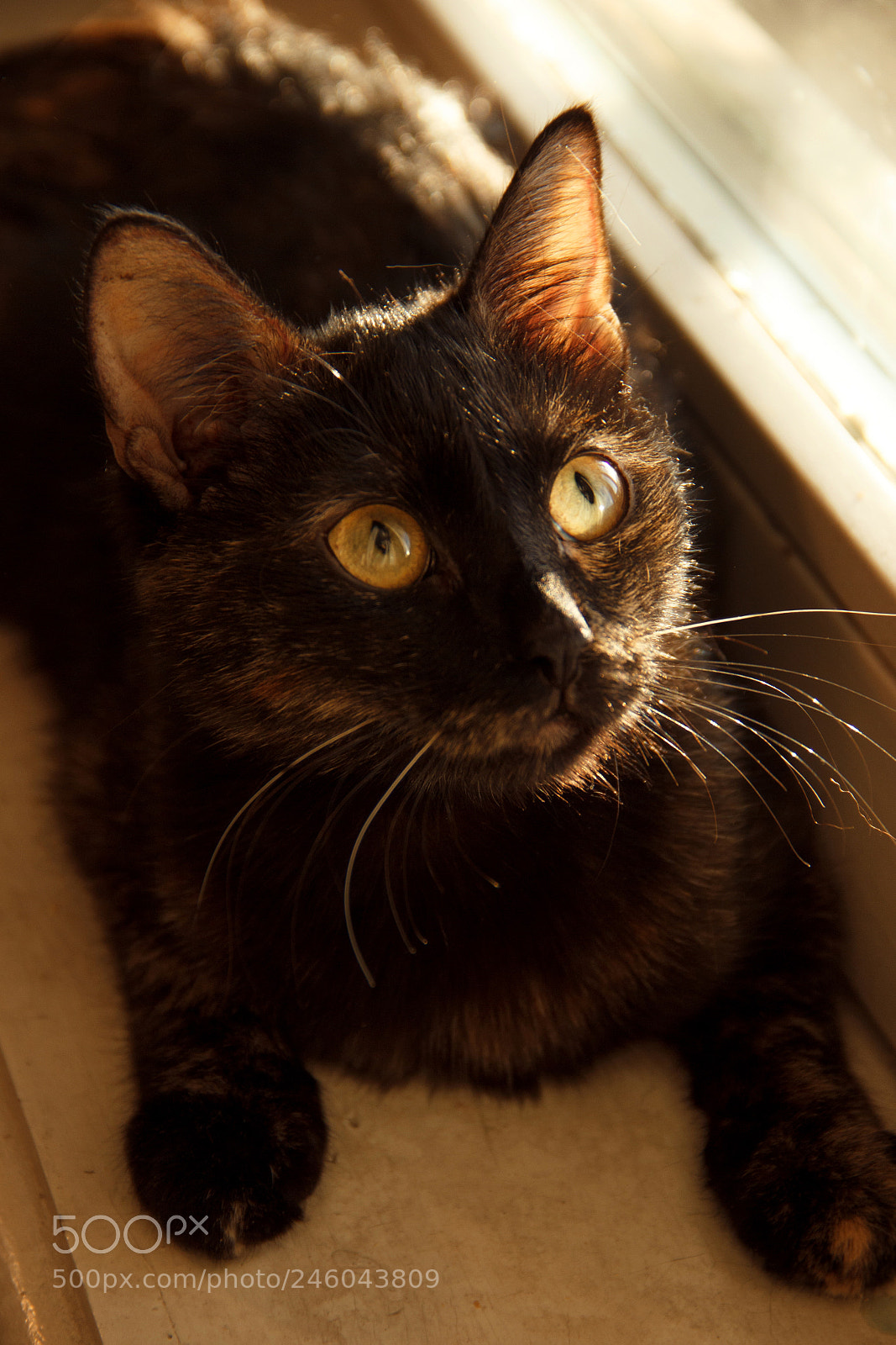 Canon EOS 600D (Rebel EOS T3i / EOS Kiss X5) sample photo. Eva photography