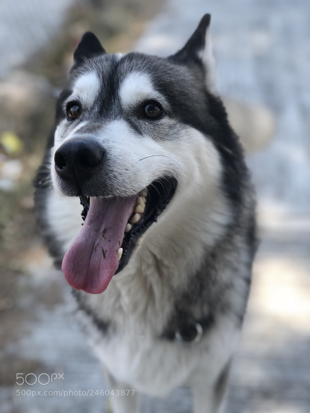 Apple iPhone 8 Plus sample photo. Happiness photography