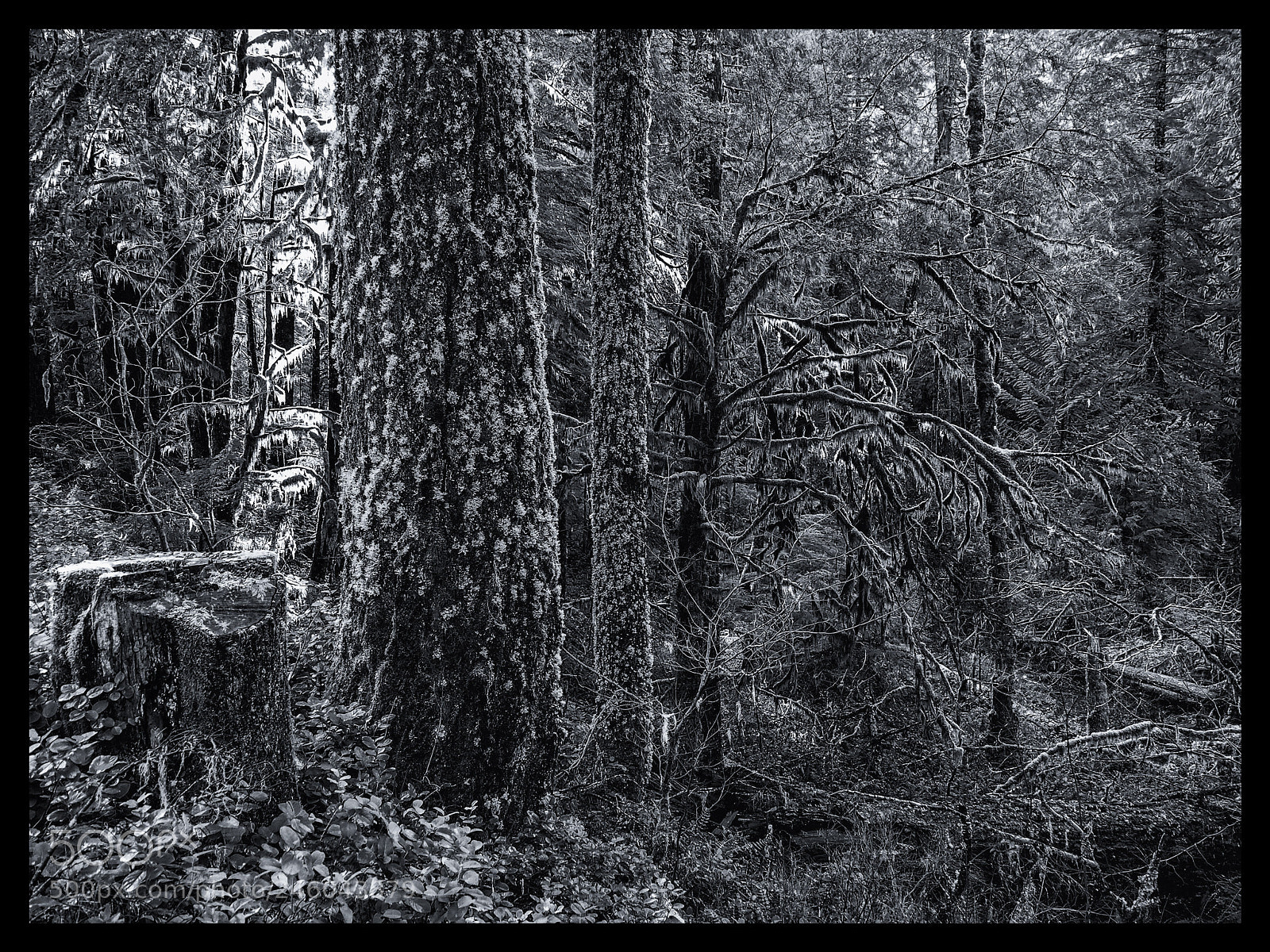 Olympus PEN E-PL7 sample photo. Chaos photography