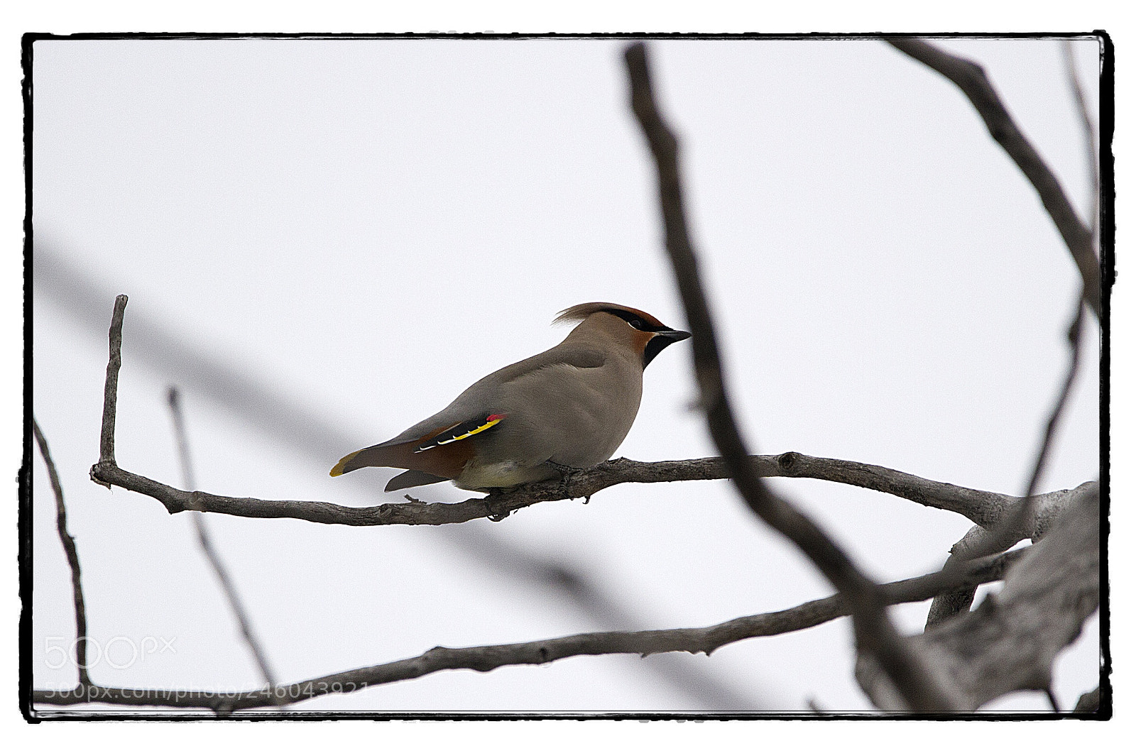 Canon EOS 7D sample photo. Bohemian waxwing. photography