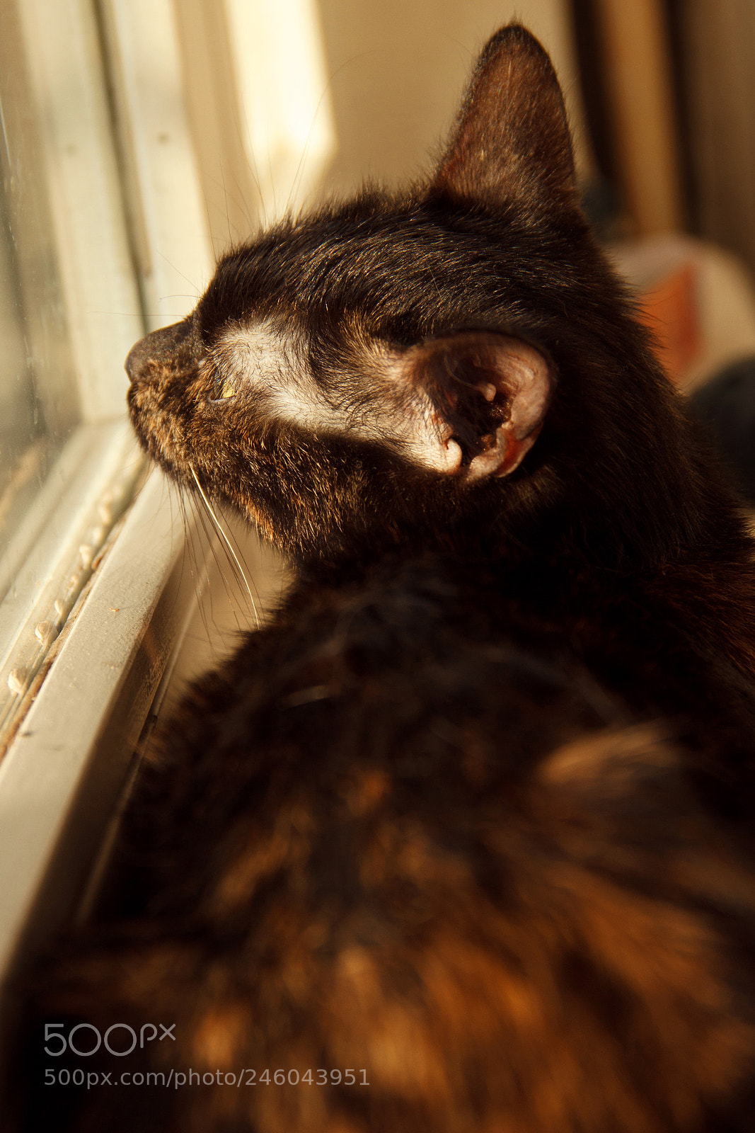 Canon EOS 600D (Rebel EOS T3i / EOS Kiss X5) sample photo. Eva photography