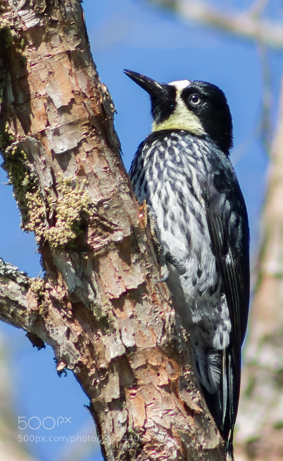Canon EOS 750D (EOS Rebel T6i / EOS Kiss X8i) sample photo. Woodpecker photography