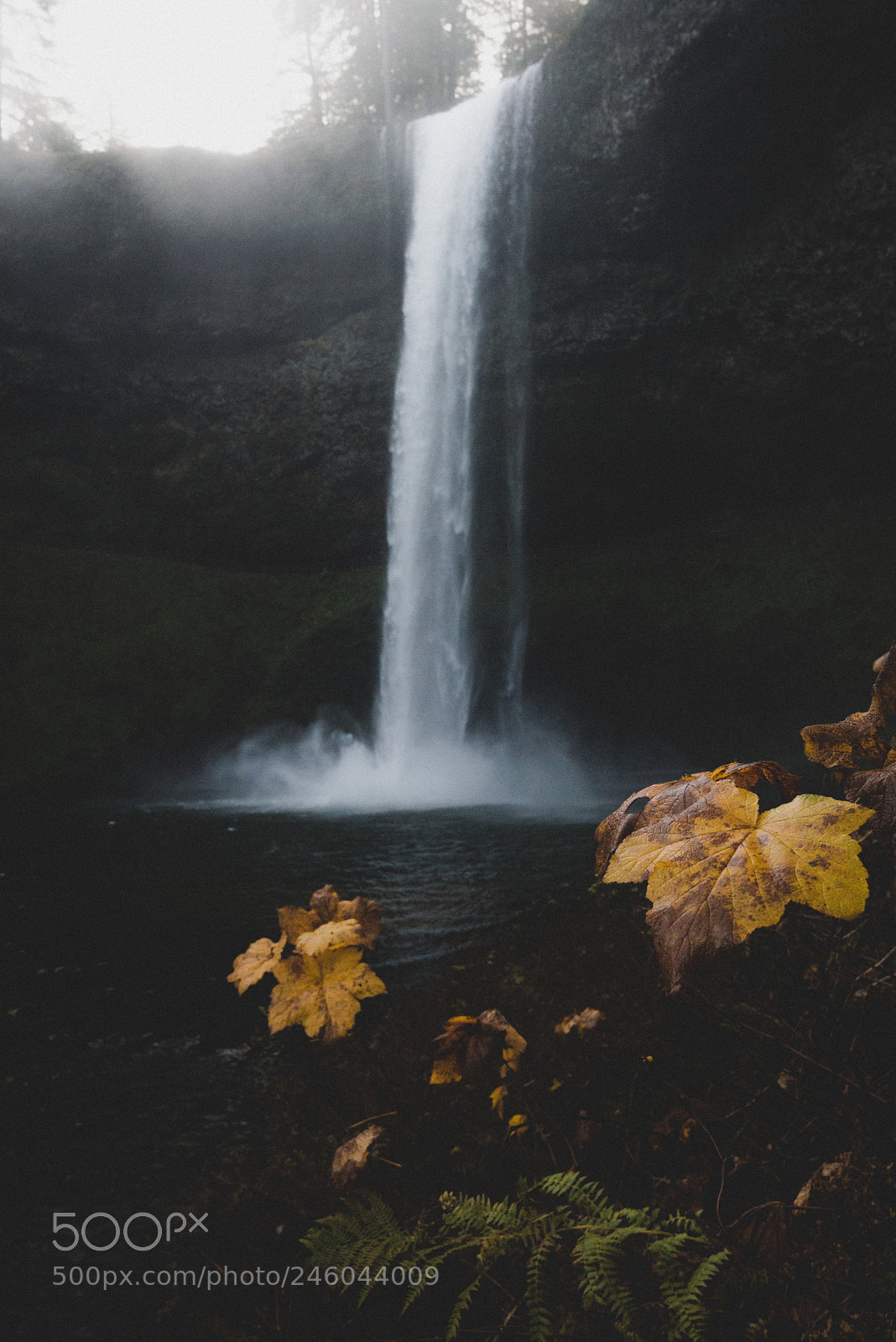 Nikon D800 sample photo. Last leaves photography