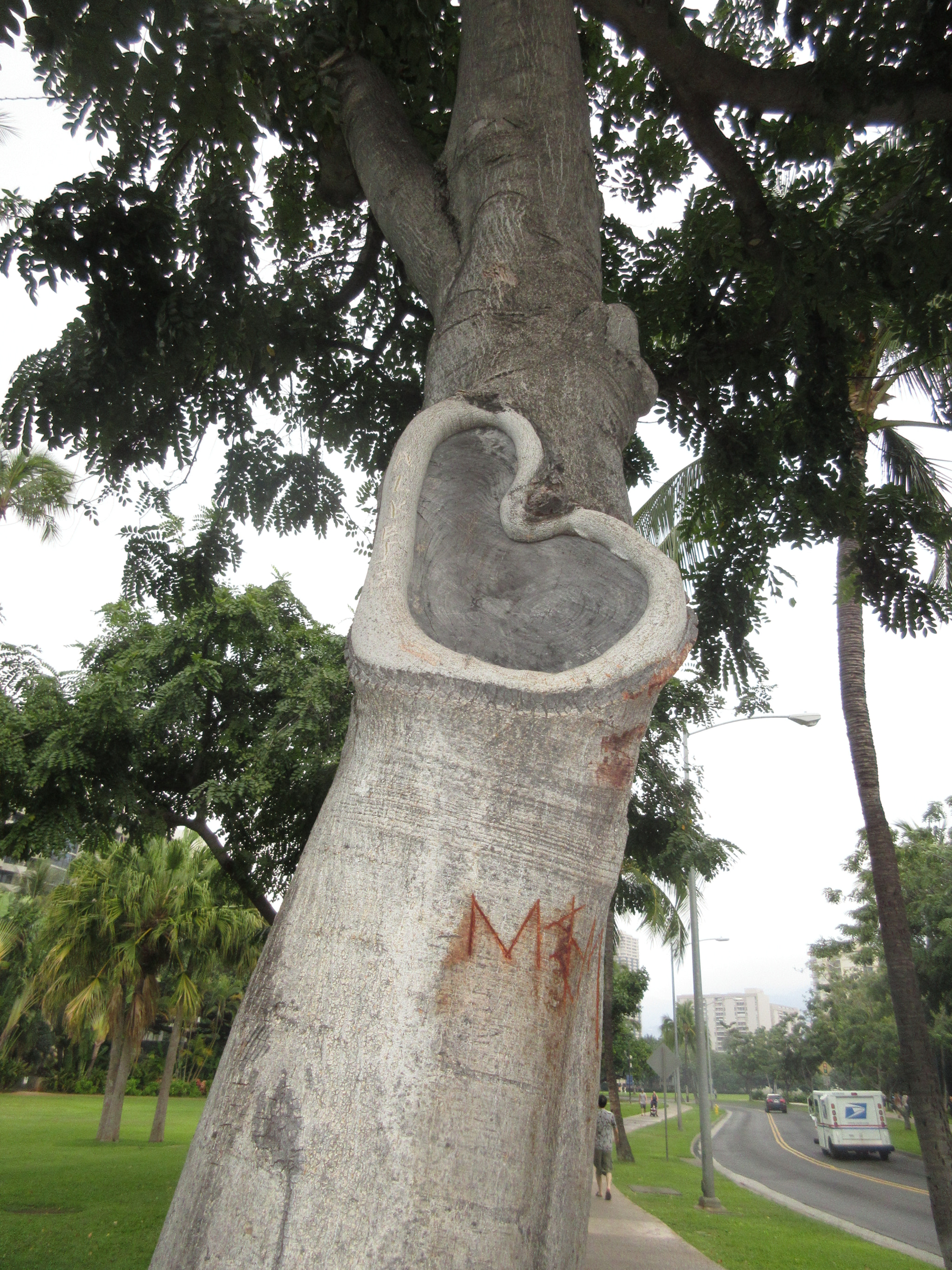 Canon PowerShot ELPH 350 HS (IXUS 275 HS / IXY 640) sample photo. Trees celebrating valentines ( hawaii) photography