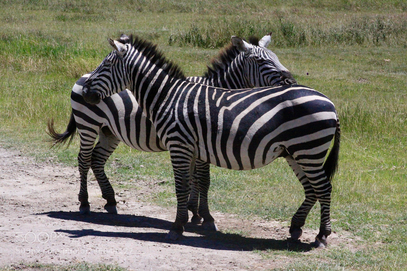 Canon EOS 50D sample photo. Ngorongoro photography