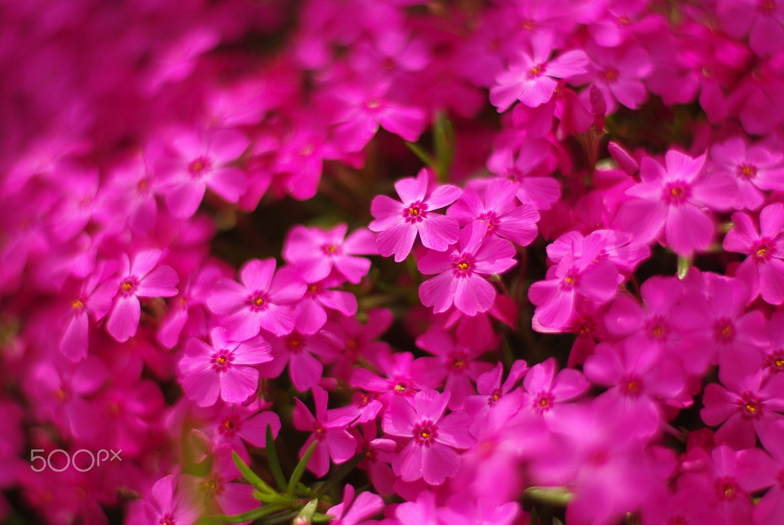 Pentax K-m (K2000) sample photo. Moss phlox photography