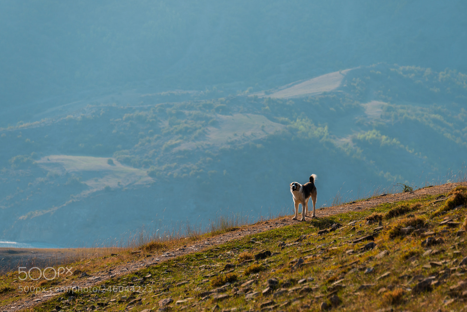 Nikon D800 sample photo. Dog's world photography