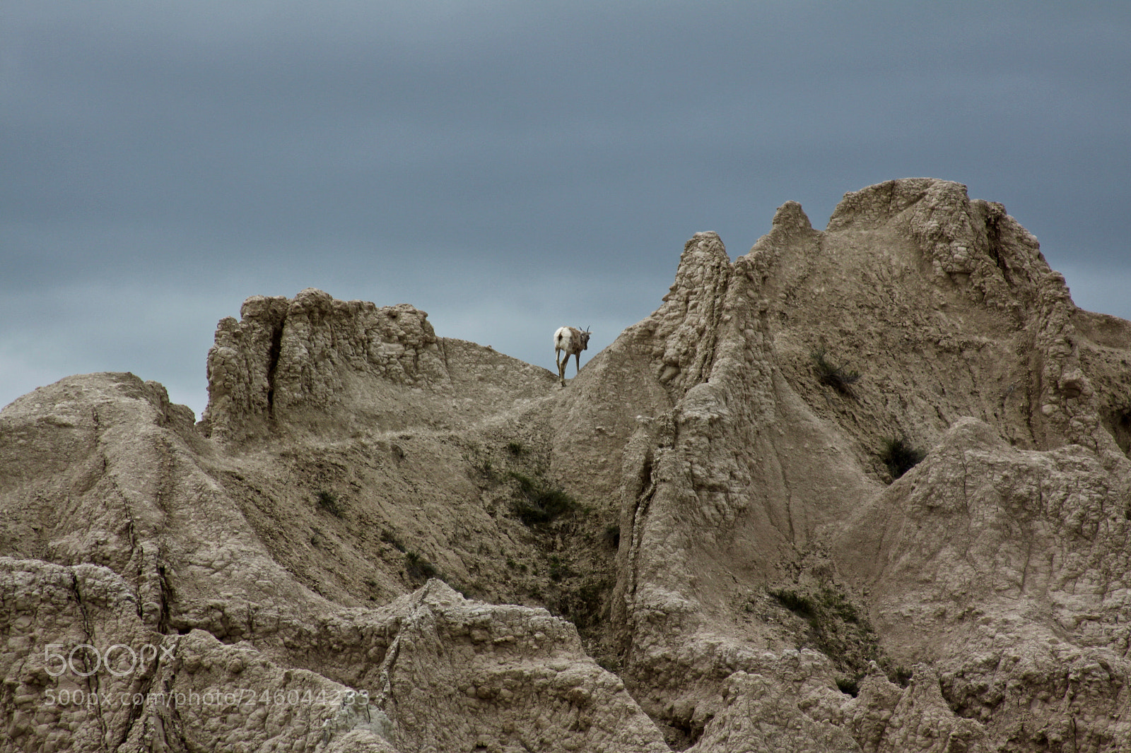 Canon EOS 50D sample photo. Goat photography