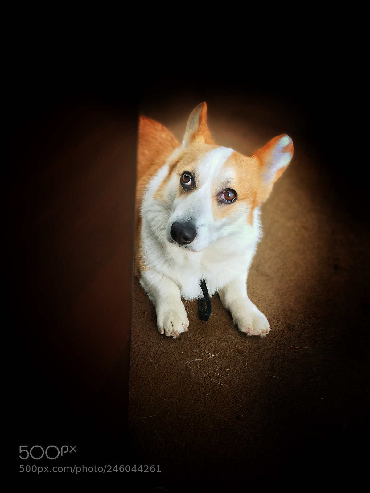 HUAWEI Mate 10 sample photo. Dog photography