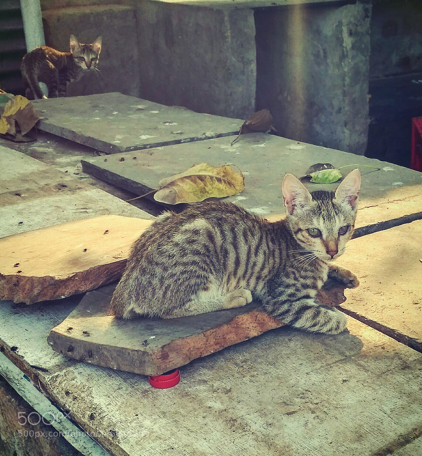Xiaomi Redmi 3S sample photo. Untitled photography