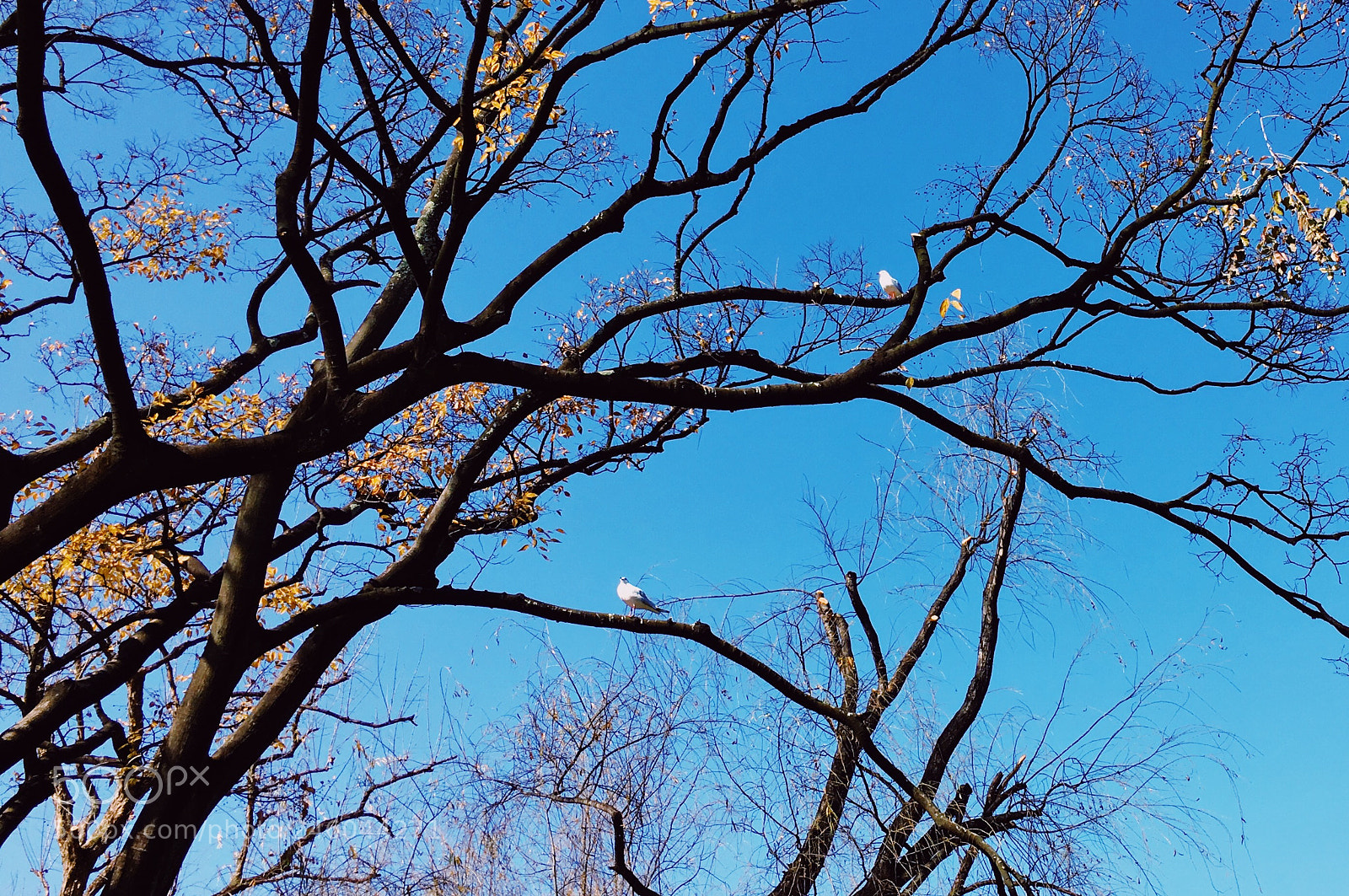 Apple iPhone 6s sample photo. 翠湖公园 photography
