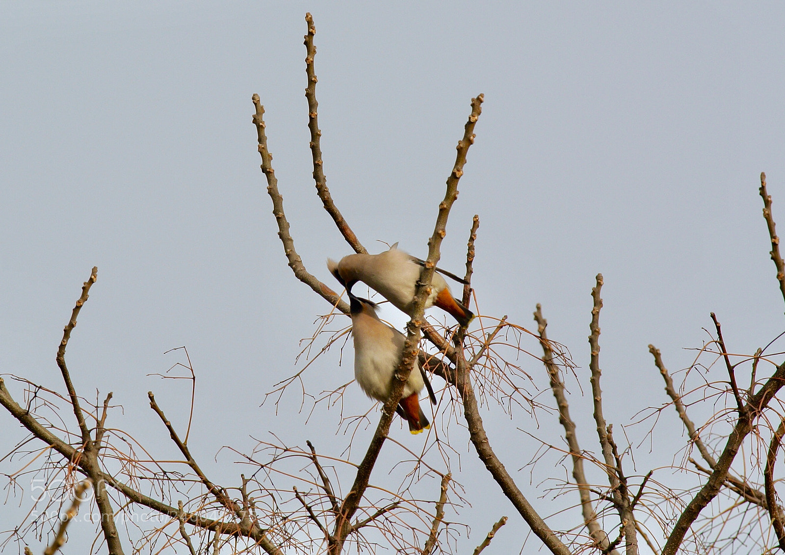 Nikon 1 V1 sample photo. Sweet moment！ photography