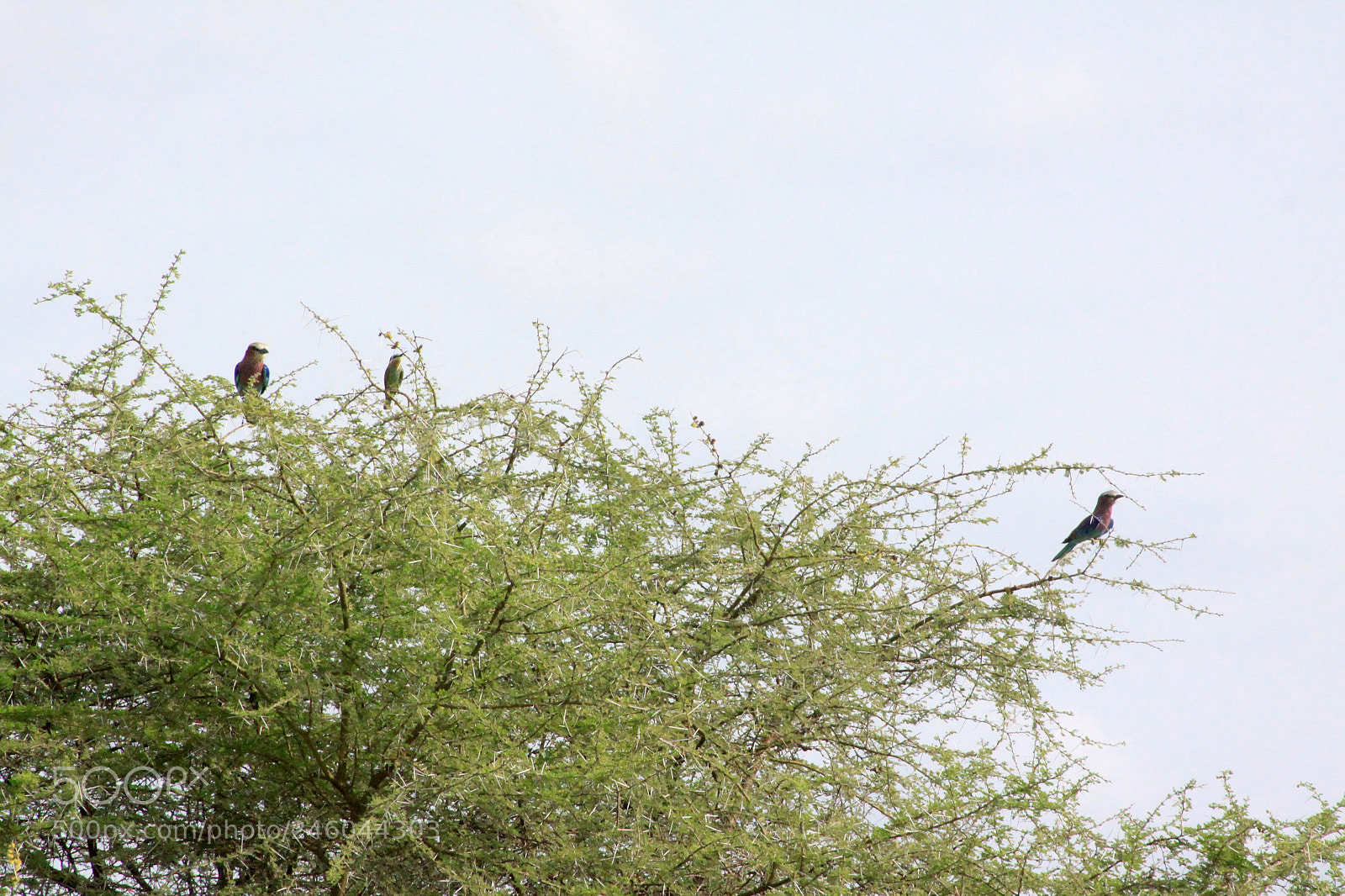 Canon EOS 50D sample photo. Lilac photography