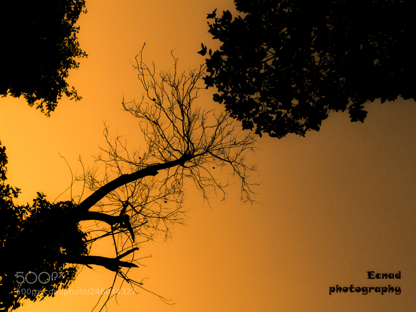Canon PowerShot SX170 IS sample photo. Shine in between  photography