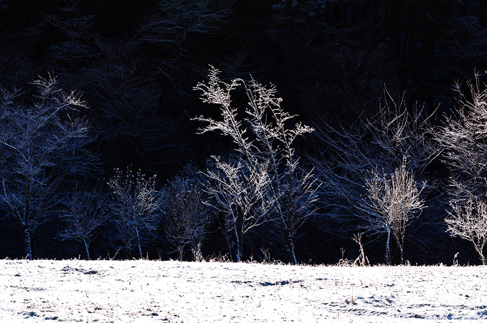 Nikon D90 sample photo. Snow on the branches photography