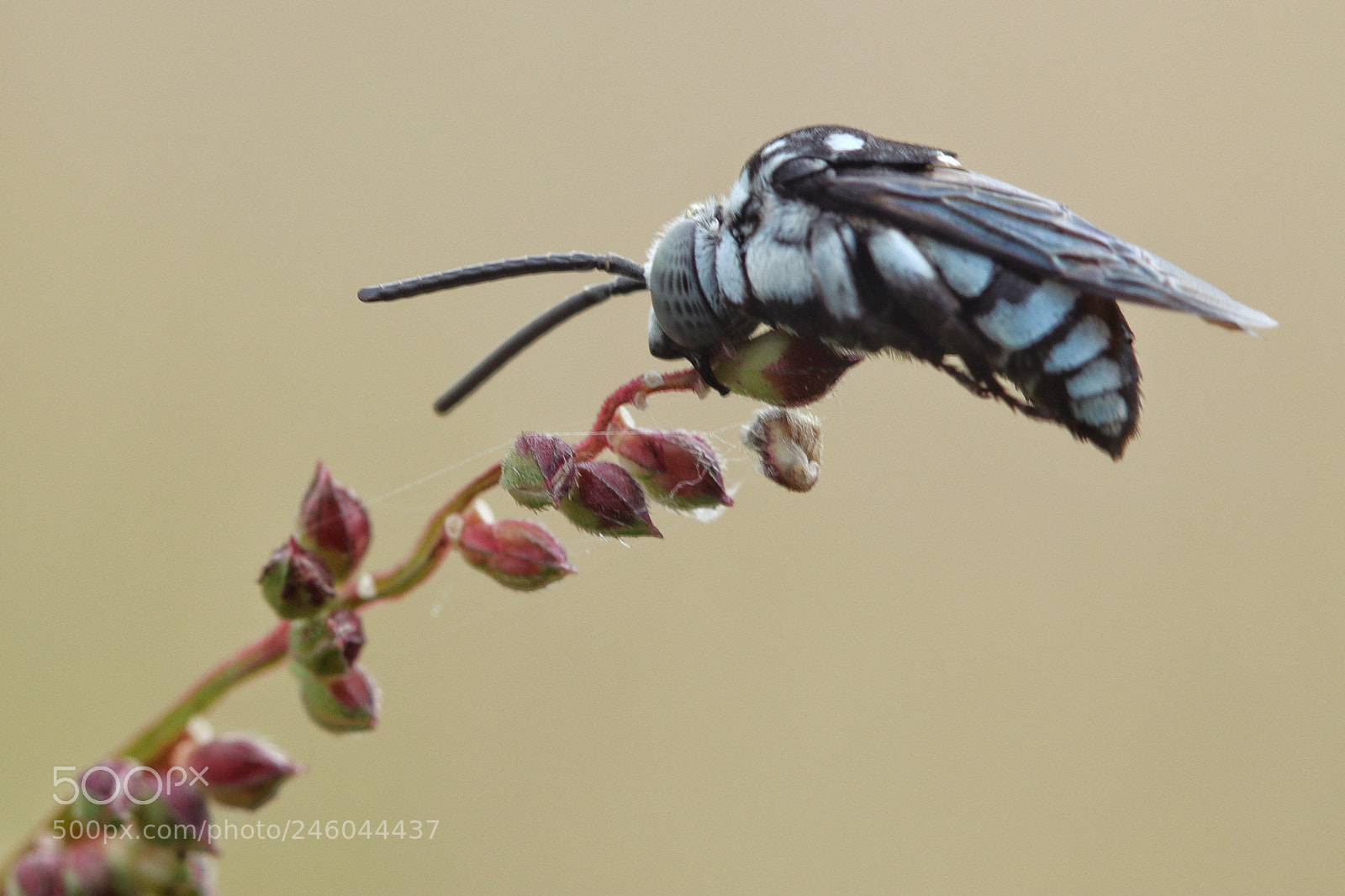 Canon EOS M5 sample photo. Macro photography