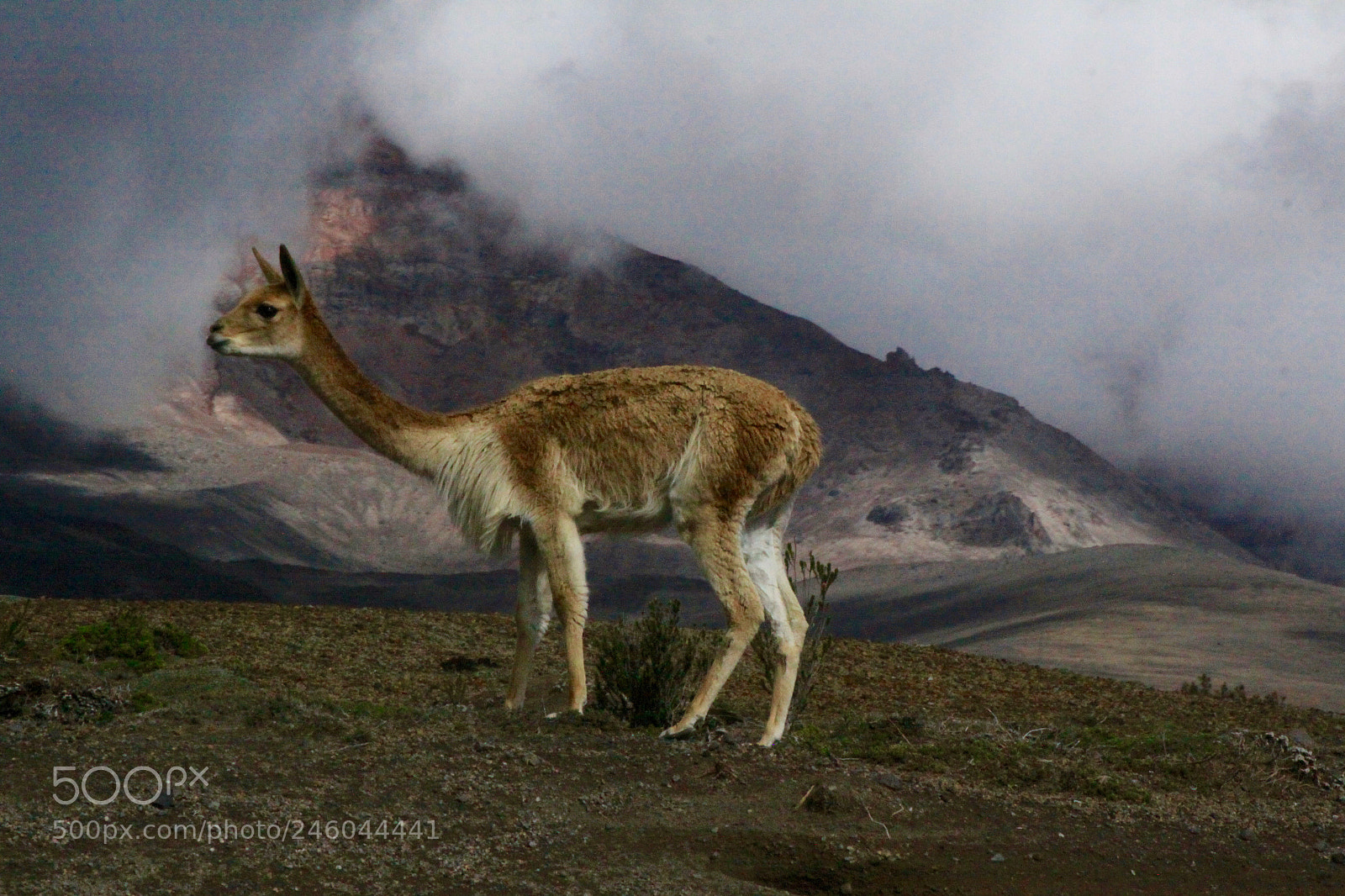 Canon EOS 50D sample photo. Vicuna photography