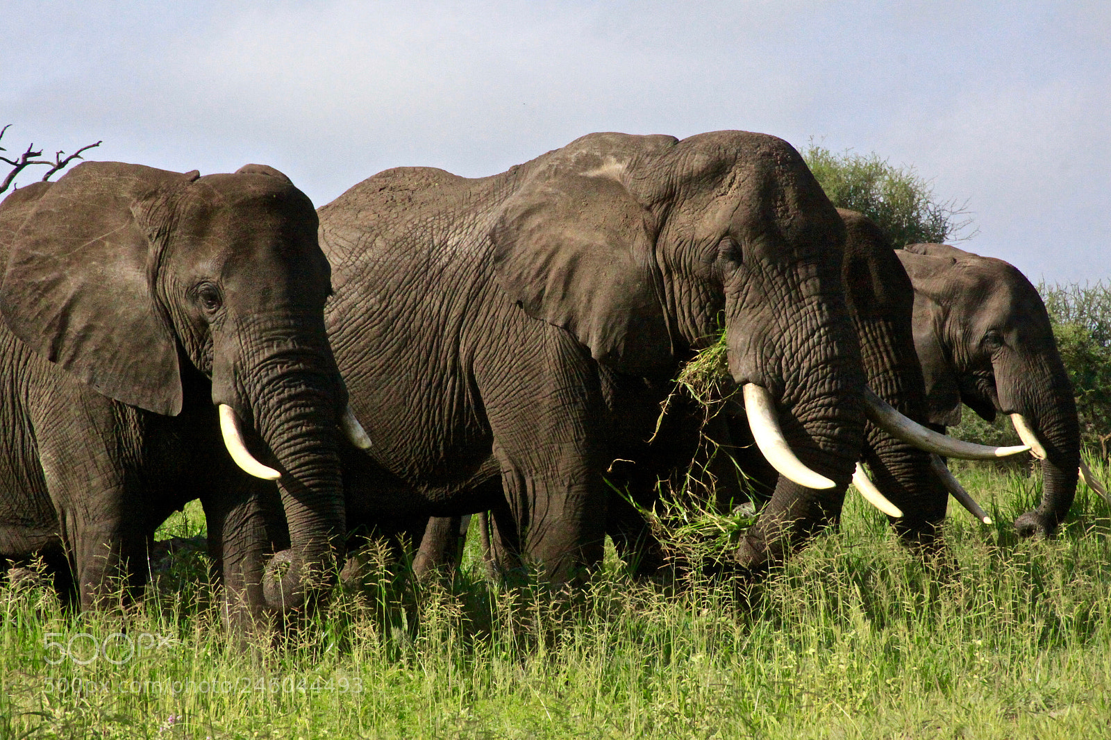 Canon EOS 50D sample photo. Herd photography