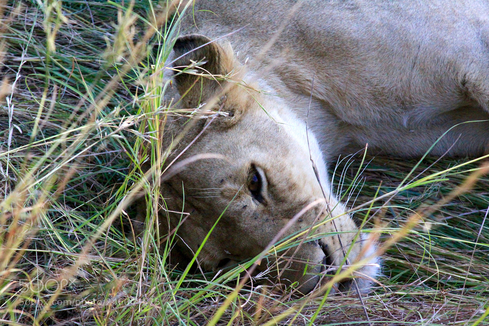 Canon EOS 50D sample photo. Leona photography