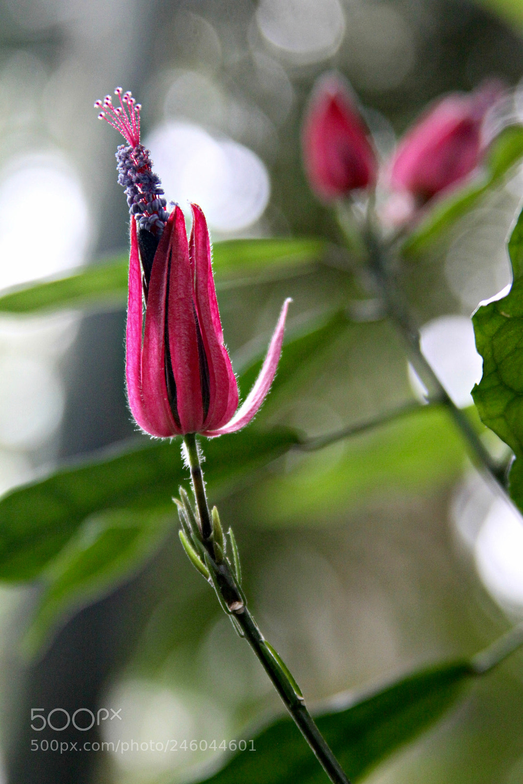 Canon EOS 50D sample photo. Bk pink photography