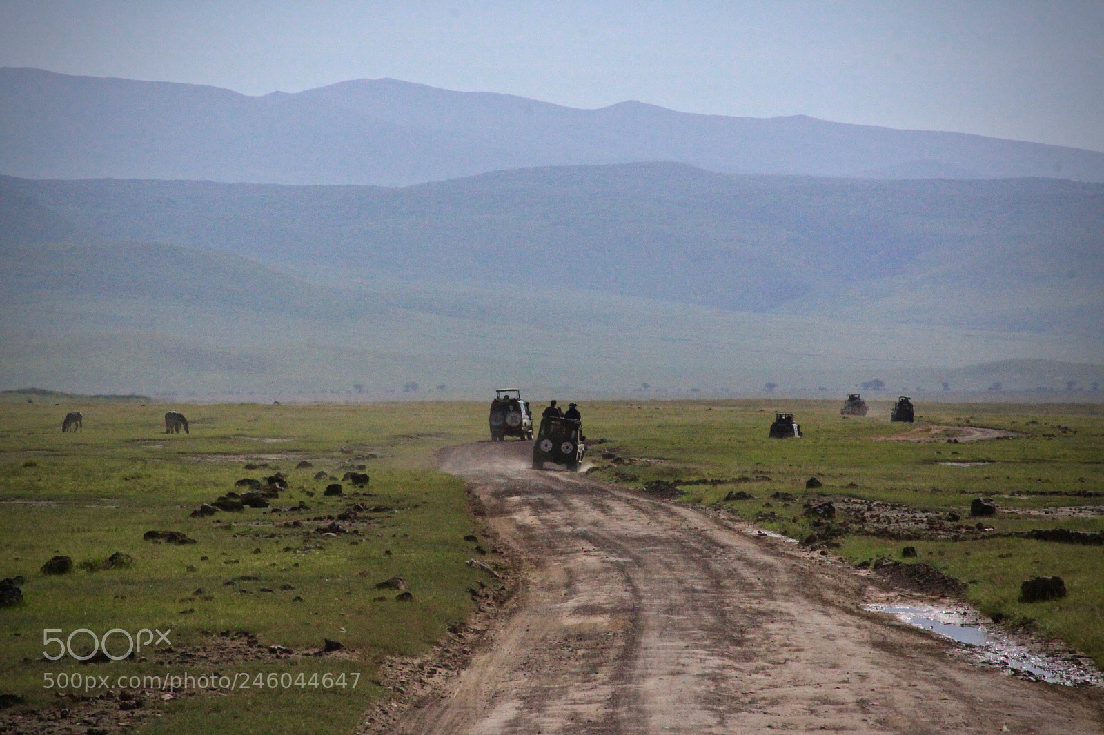 Canon EOS 50D sample photo. Safari photography