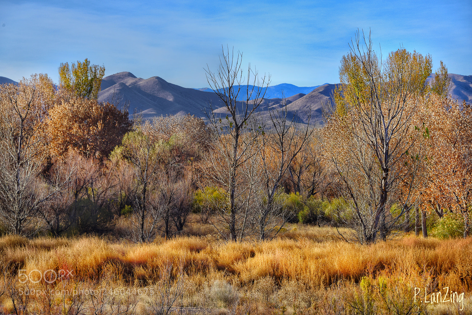Nikon D810 sample photo. Bosque photography