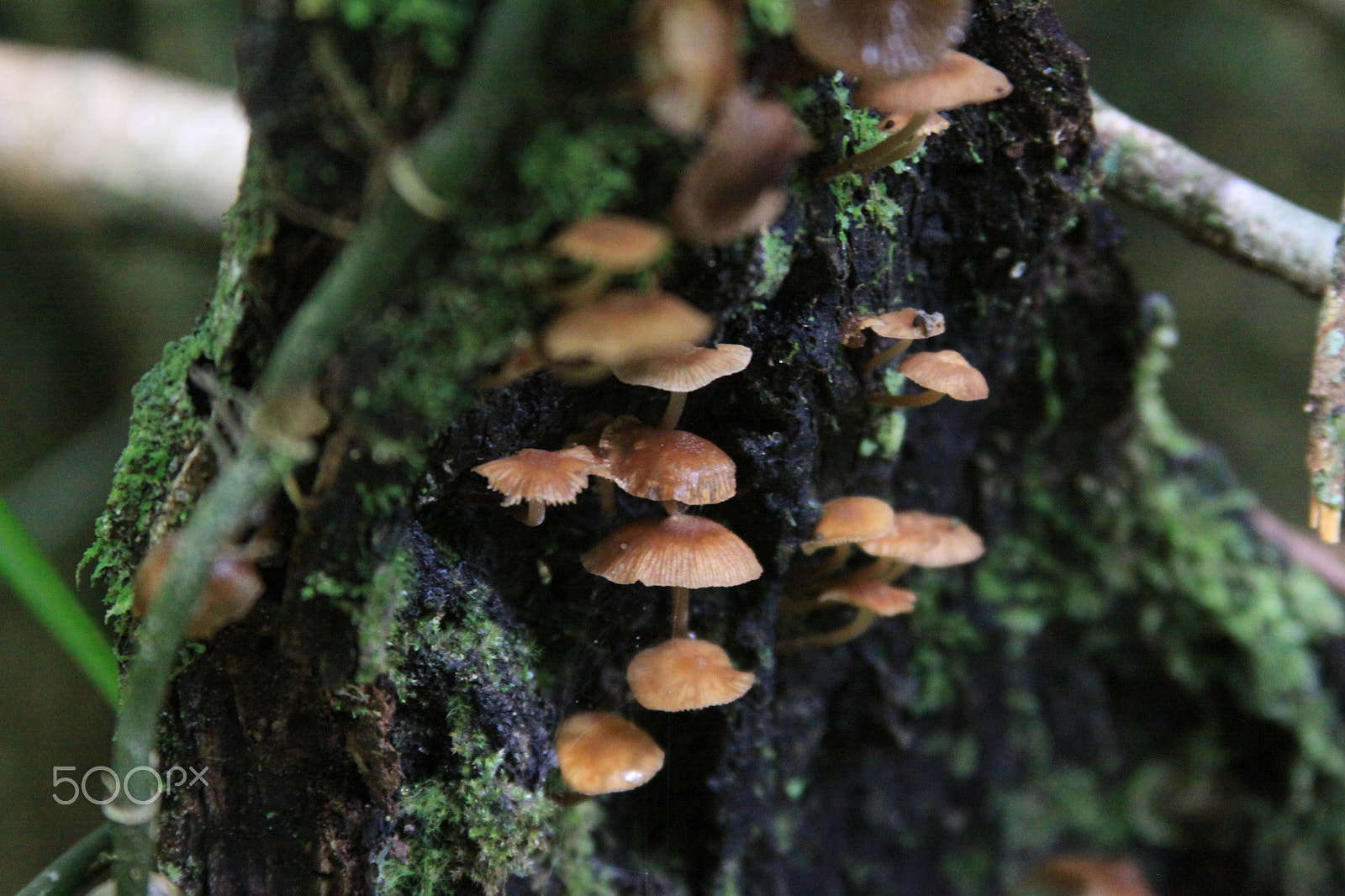 Canon EOS 50D + Canon EF 28-135mm F3.5-5.6 IS USM sample photo. Mushrooms photography