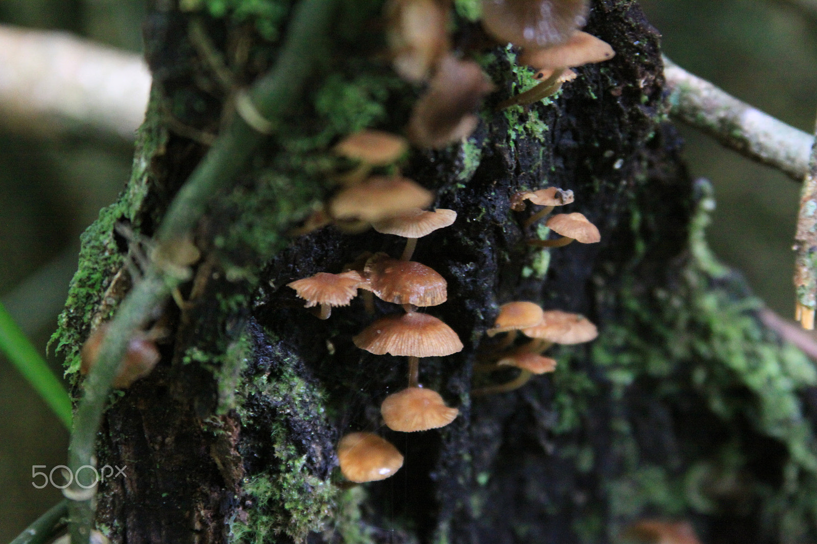 Canon EF 28-135mm F3.5-5.6 IS USM sample photo. Mushrooms photography