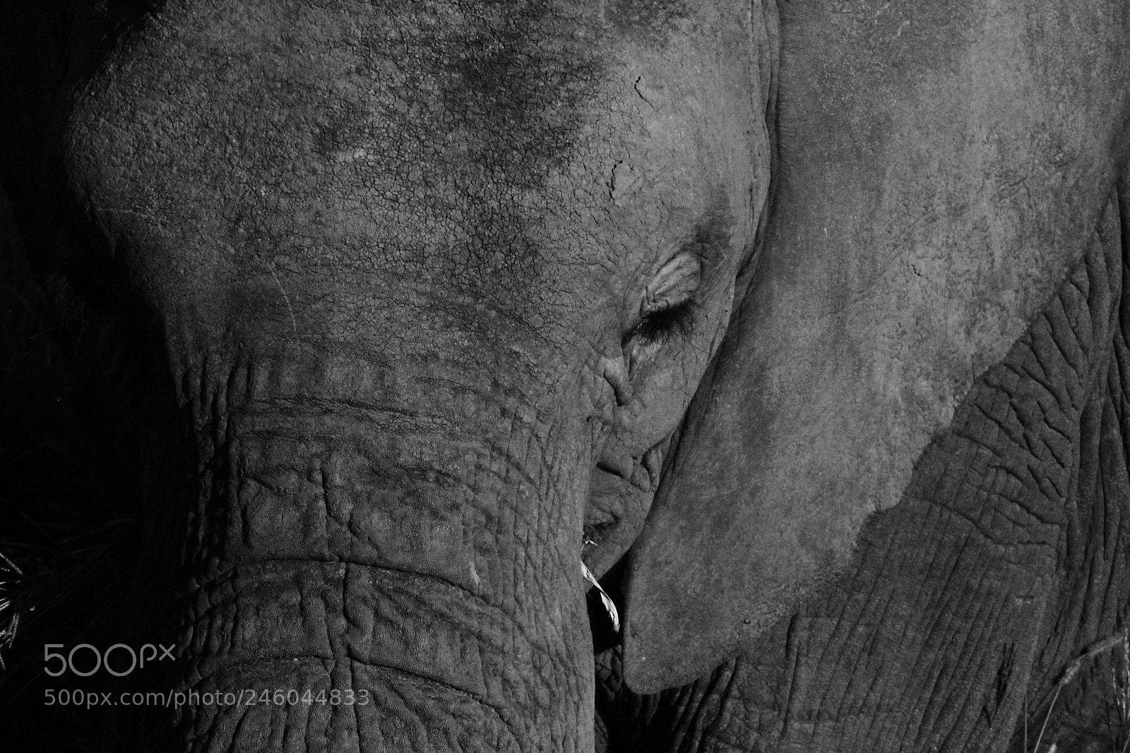 Canon EOS 50D sample photo. Elephant photography