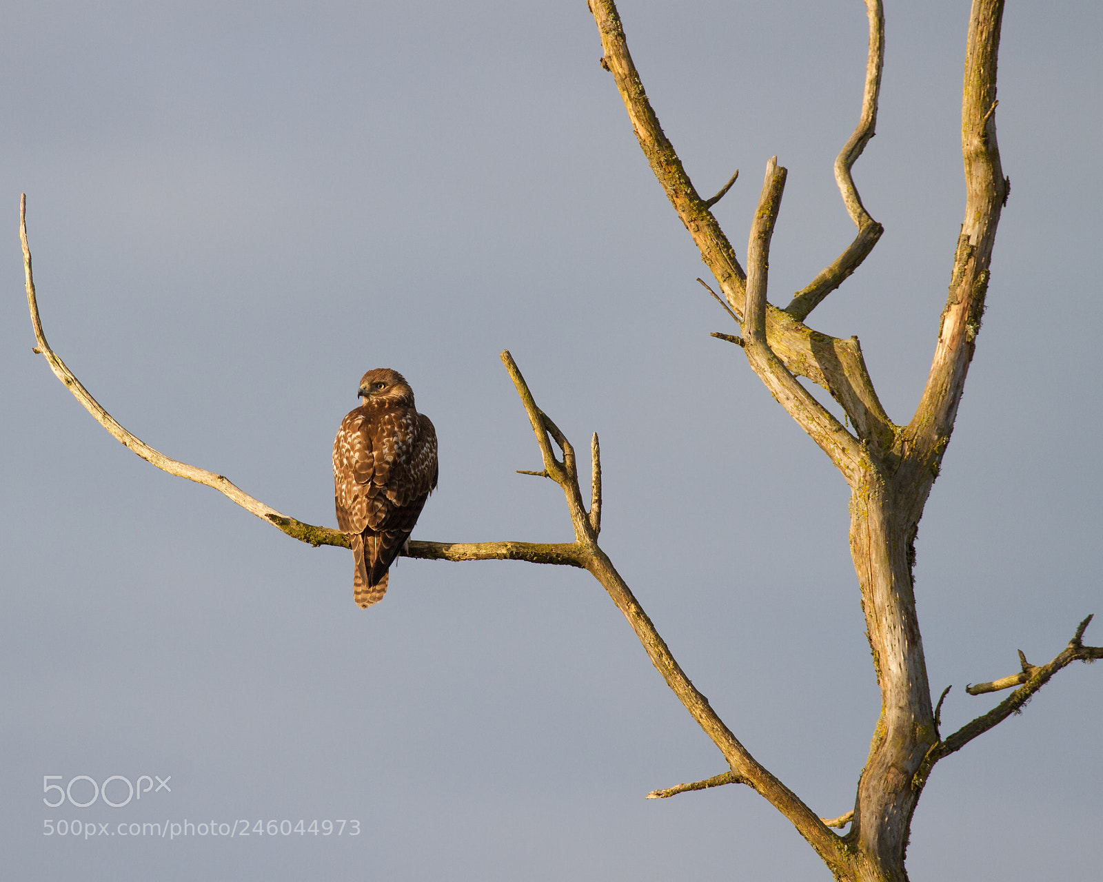 Canon EOS 7D sample photo. Red-tailed hawk juvenile photography