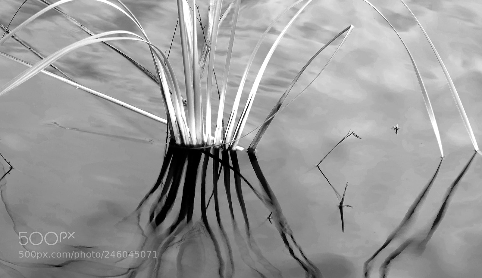 Pentax K-5 sample photo. Black and white reeds photography
