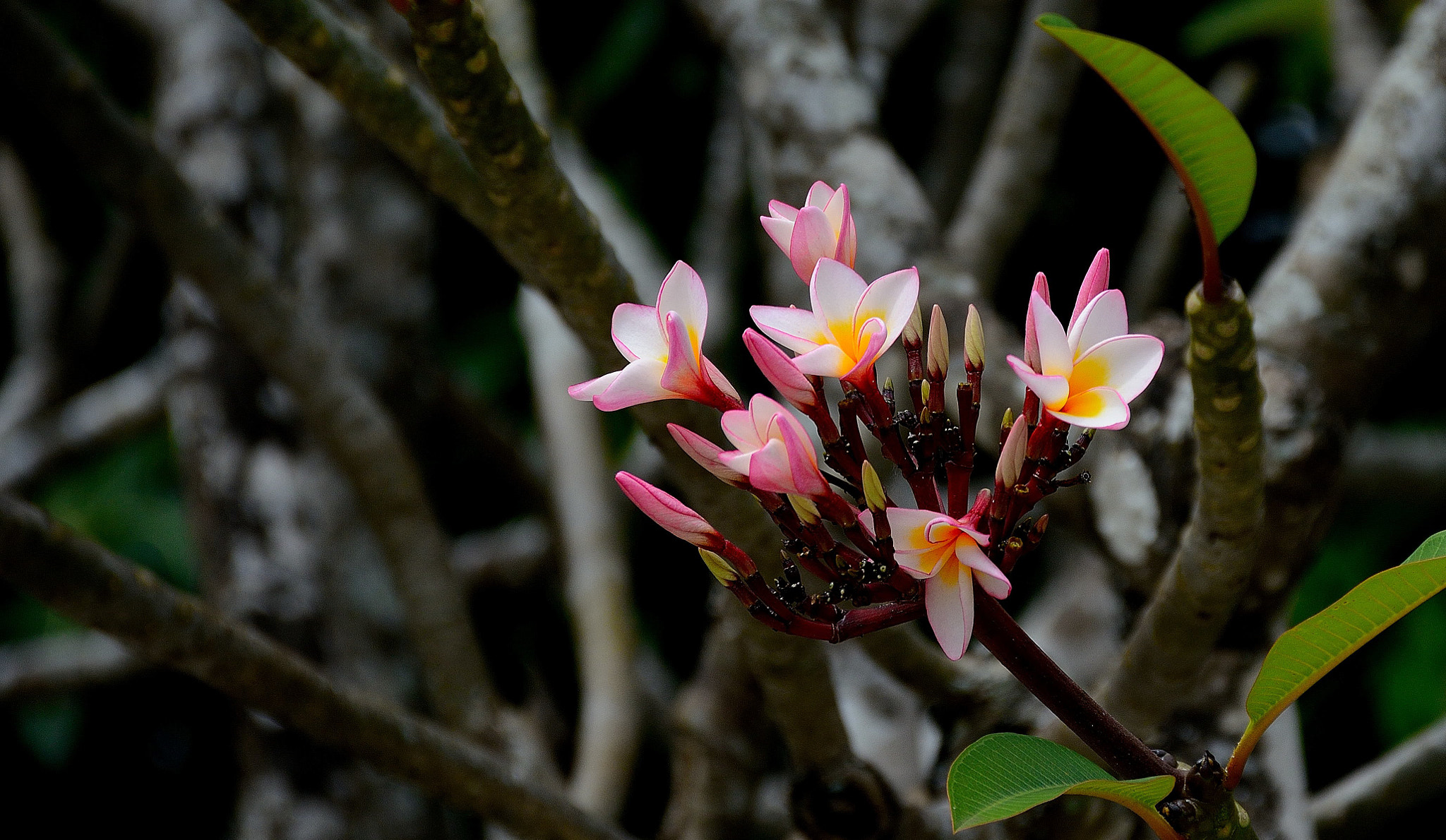 Nikon D3200 sample photo