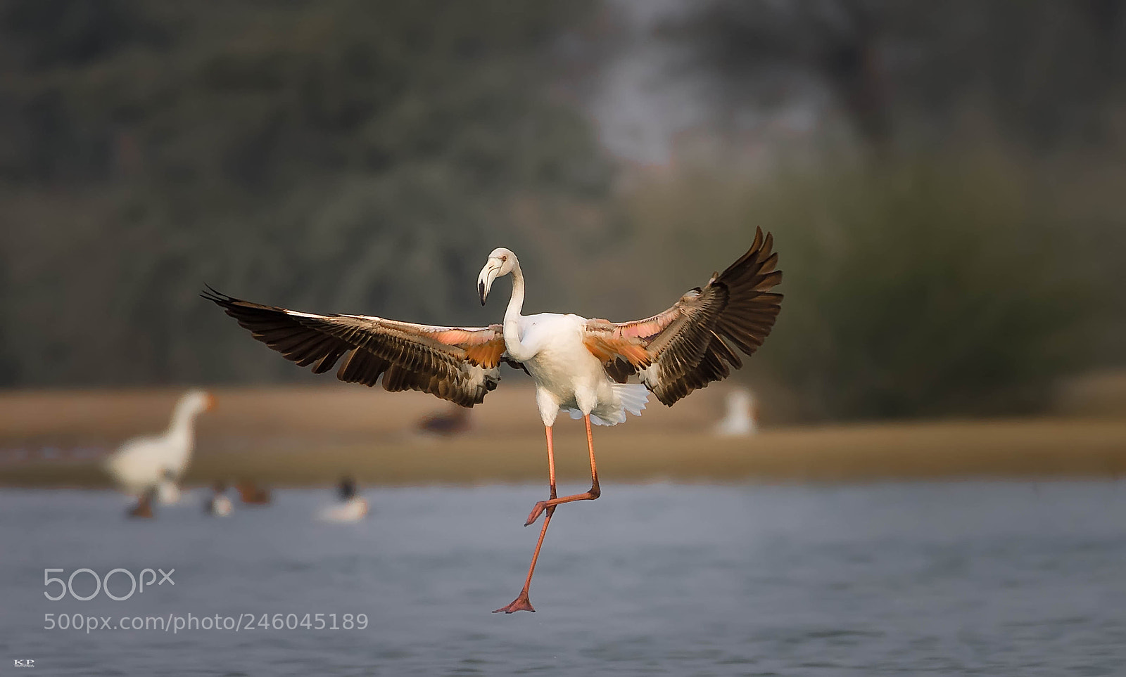 Nikon D7200 sample photo. 'safe landing'   greater flamingo photography
