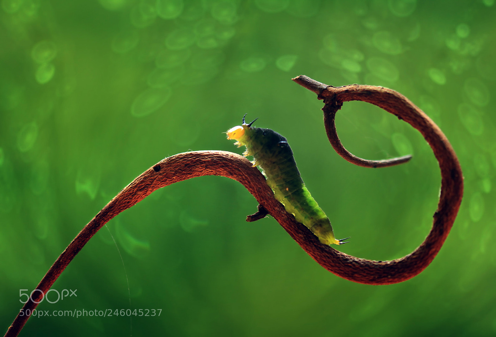 Canon EOS 7D sample photo. Green caterpillar photography