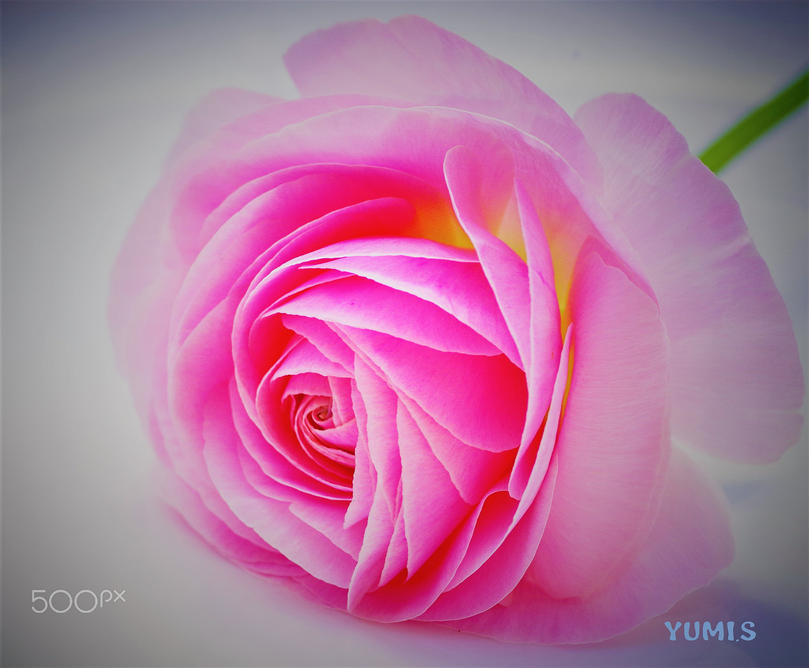 Pentax K-50 sample photo. Ranunculus ラナンキュラス photography