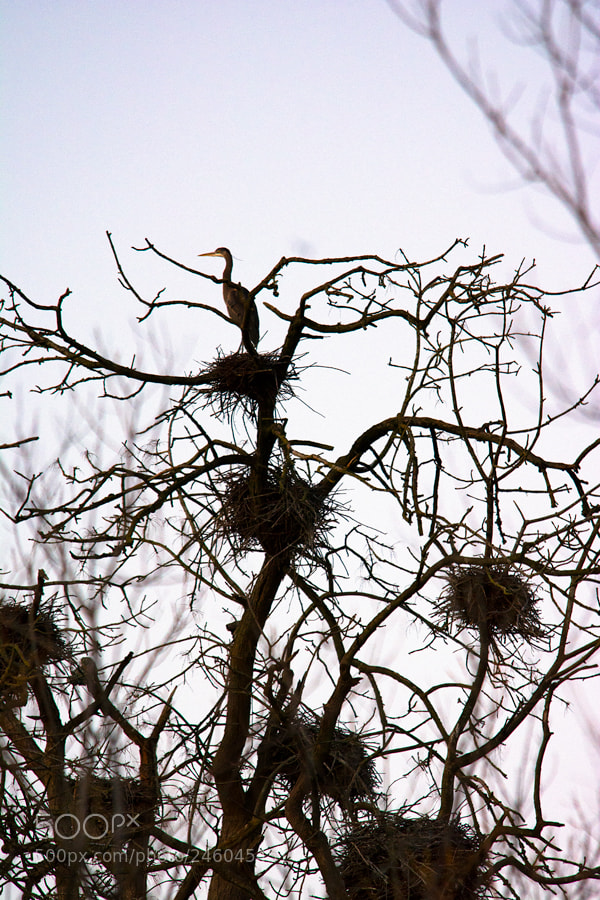 Nikon D7100 sample photo. Colony photography