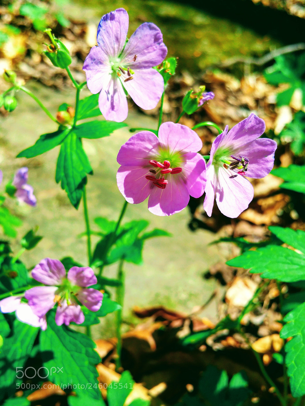 Samsung Galaxy Note4 sample photo. Pretty in pink photography
