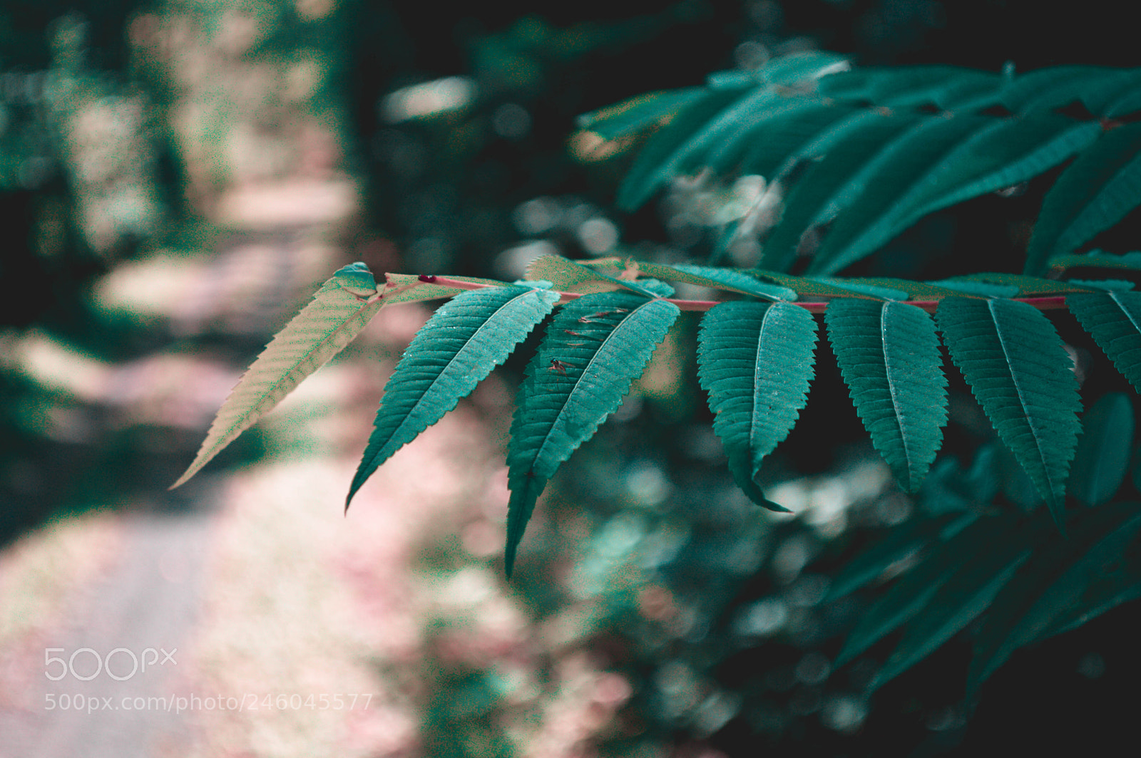 Nikon D3200 sample photo. Ethereal photography