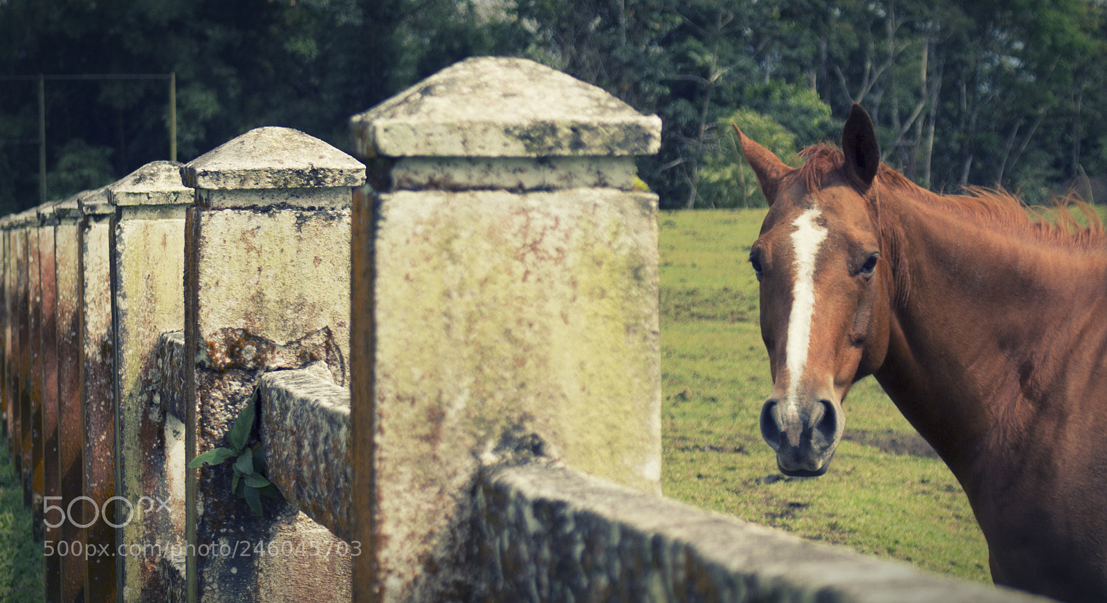 Canon EOS 700D (EOS Rebel T5i / EOS Kiss X7i) sample photo. Caballo a la orilla photography