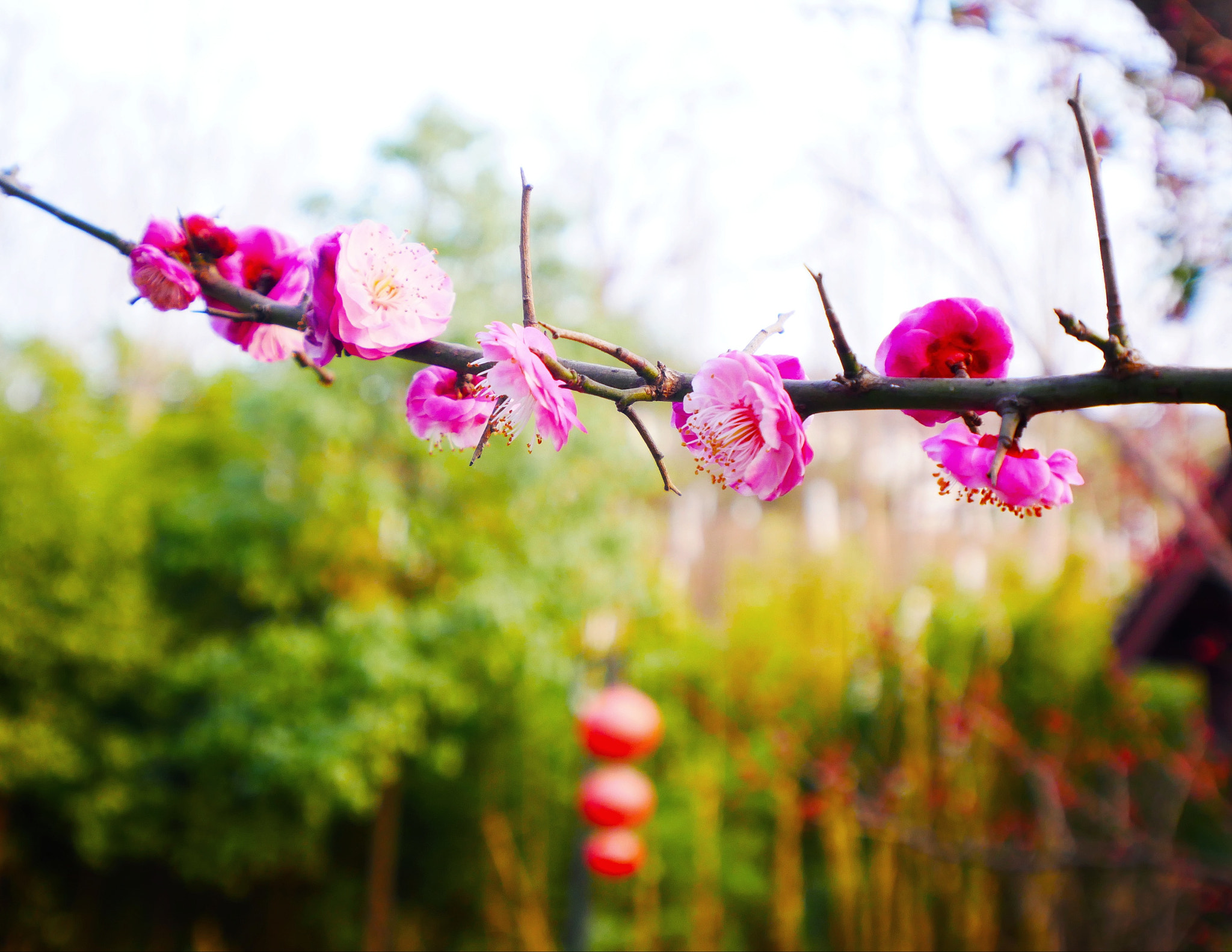 Panasonic Lumix DC-GX850 (Lumix DC-GX800 / Lumix DC-GF9) sample photo. Plum blossom photography