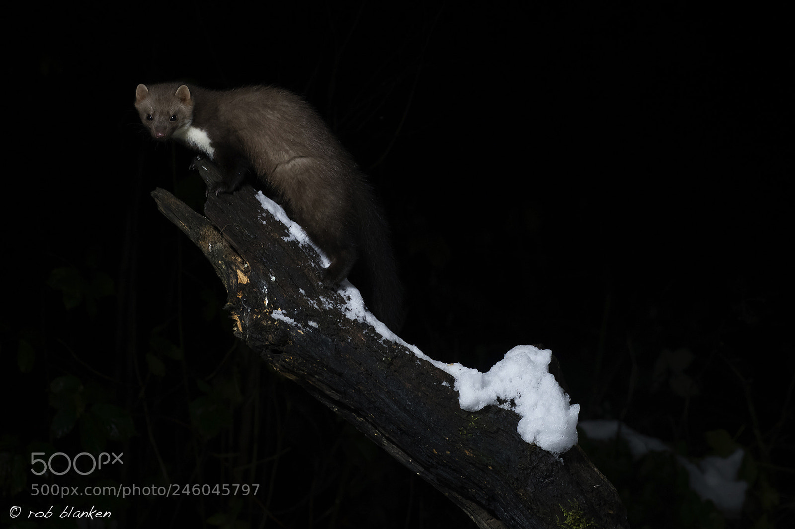 Nikon D850 sample photo. Stone marten photography