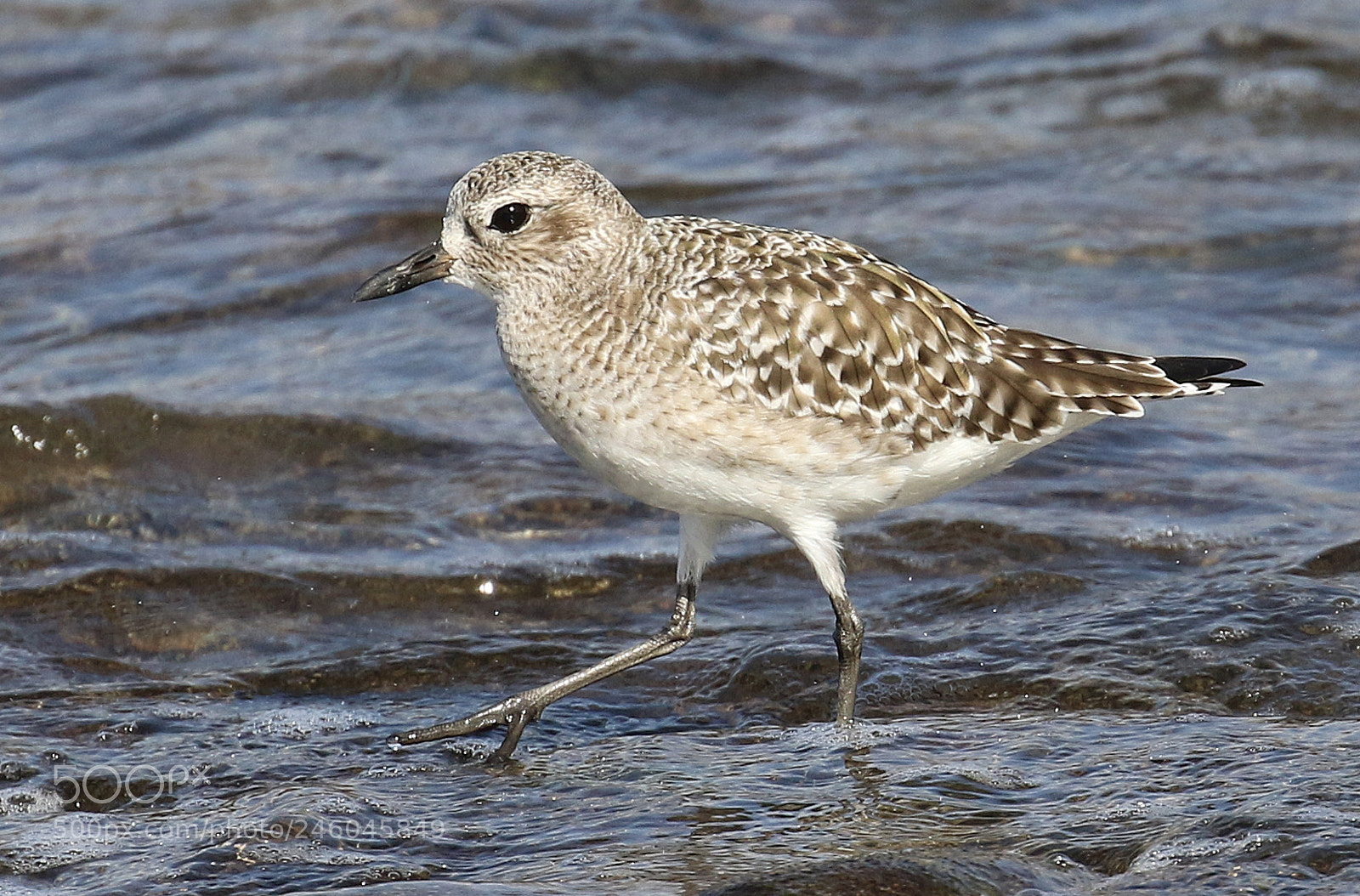 Canon EOS 7D Mark II sample photo. Grey plover photography