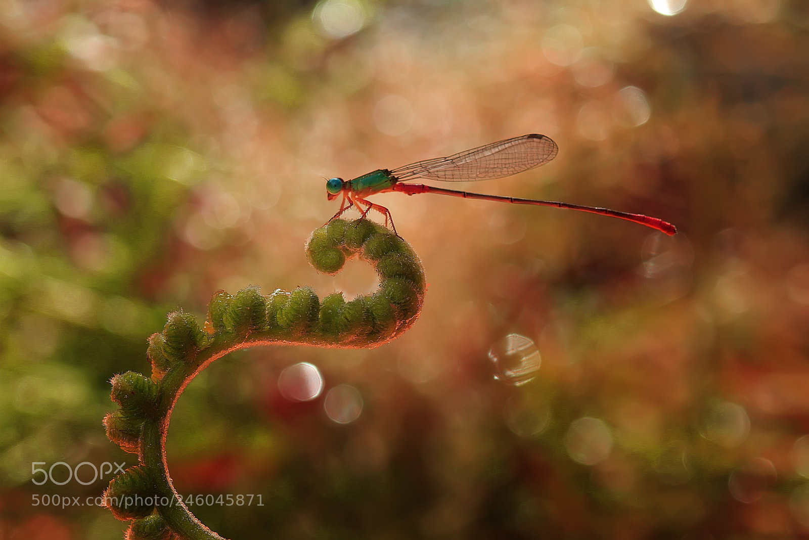 Canon EOS 7D sample photo. Bokeh sprinkled photography
