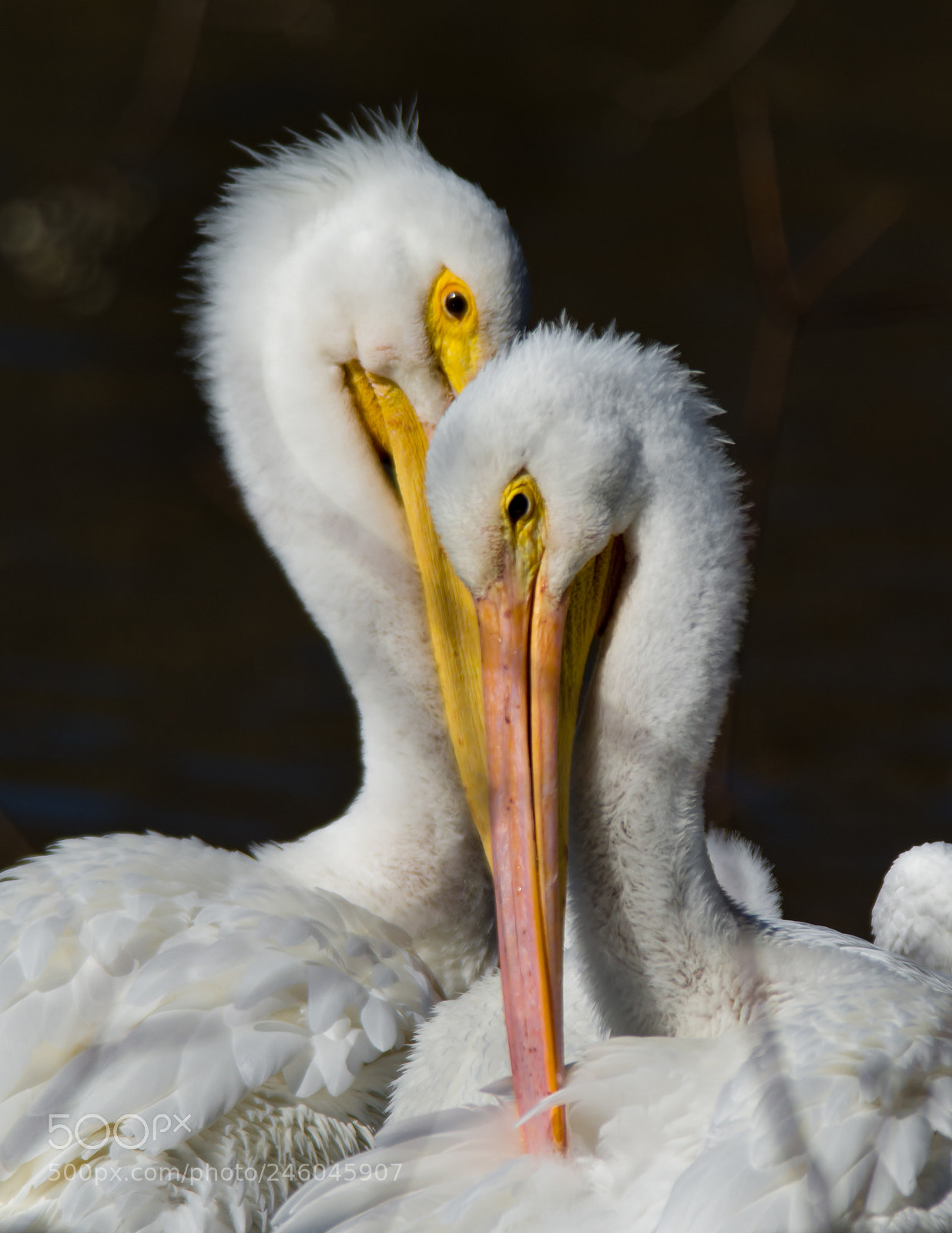 Nikon D7100 sample photo. World of two photography