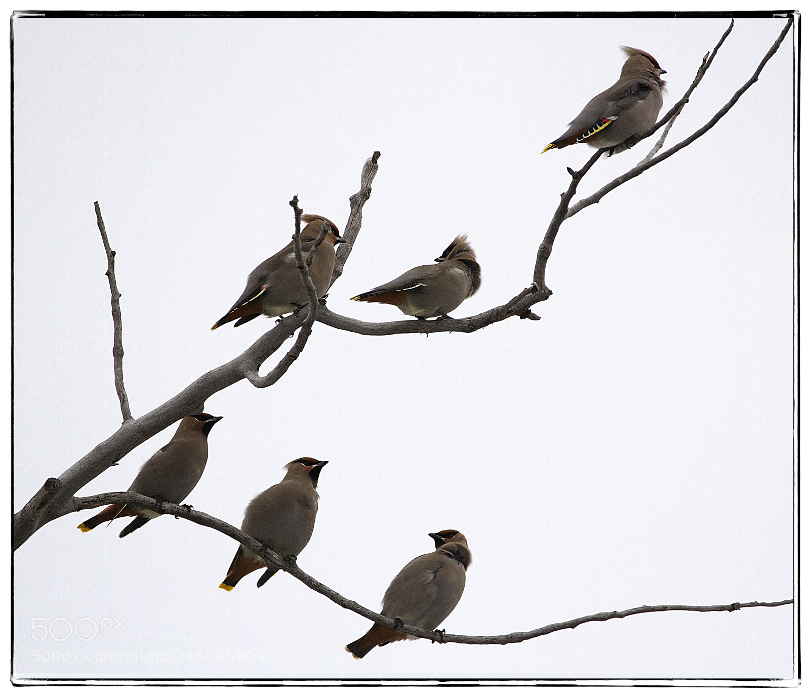 Canon EOS 7D sample photo. Flock of bohemian waxwings. photography